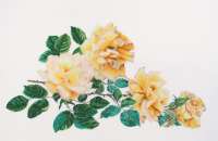 Набор для вышивания "Thea Gouverneur" арт.429 Желтые розы