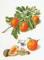 Набор для вышивания THEA GOUVERNEUR арт.3061 "Апельсины и мандарины"