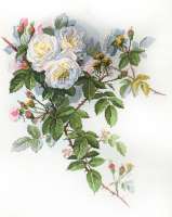 Набор для вышивания МАРЬЯ ИСКУСНИЦА  арт 06.002.45 Белые розы