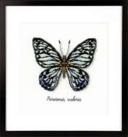 Набор для вышивания VERVACO арт. vervaco.PN-0165403 "Голубая бабочка"