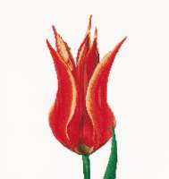 Набор для вышивания THEA GOUVERNEUR арт.gouverneur.515 "Красный тюльпан"