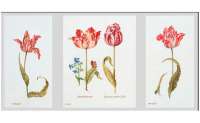 Набор для вышивания THEA GOUVERNEUR арт.786 Тюльпаны Джейкоба Маррель и Джудит Лейстер 16-й век