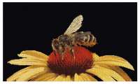 Набор для вышивания Thea Gouverneur арт.585.05 "Пчела на желтом цветке"